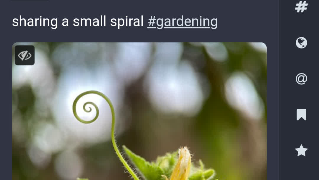 screenshot of mastodon post featuring an image of a spiral-shaped shoot from a plant, with the caption "sharing a small spiral #gardening"